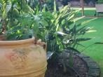 Plants Plants